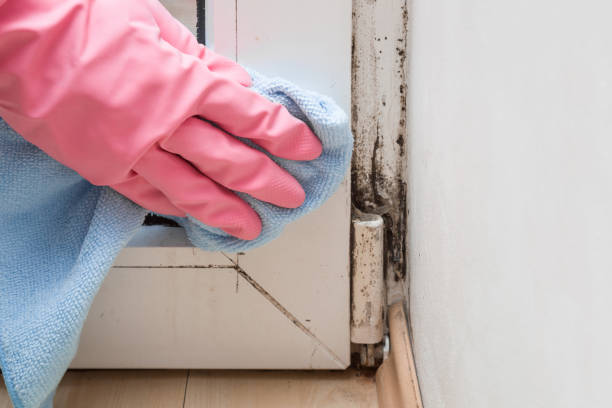 Why You Should Choose Our Mold Remediation Services in Foresthill, CA